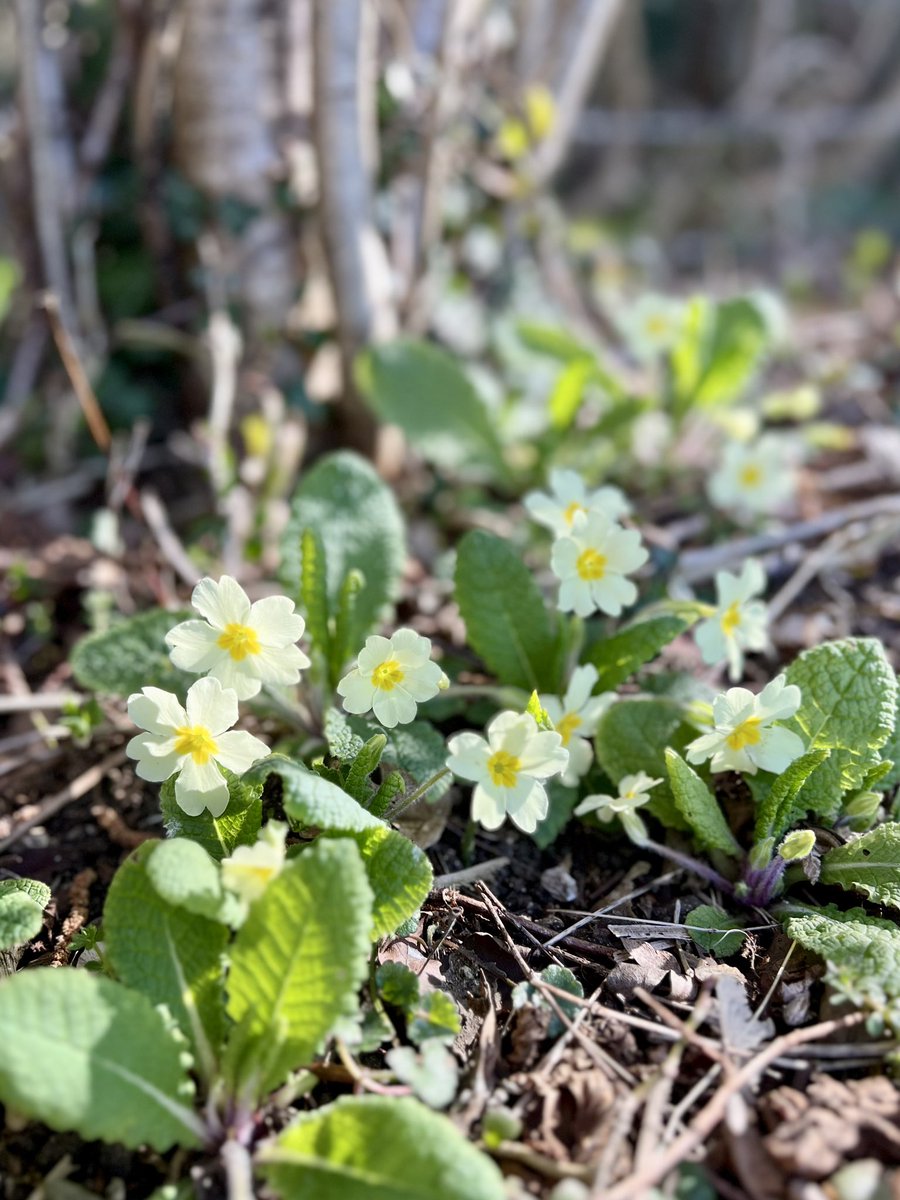 WildandWool's tweet photo. Sunlight shining through woodland primroses today on my dog walk. Nature’s beauty to lift the heart and spirit ✨
#primroses #NatureBeauty #wildandwool #dogwalkpics #Bathscenes #weloveBath #feelgoodBath https://t.co/cRt0YcNUMq