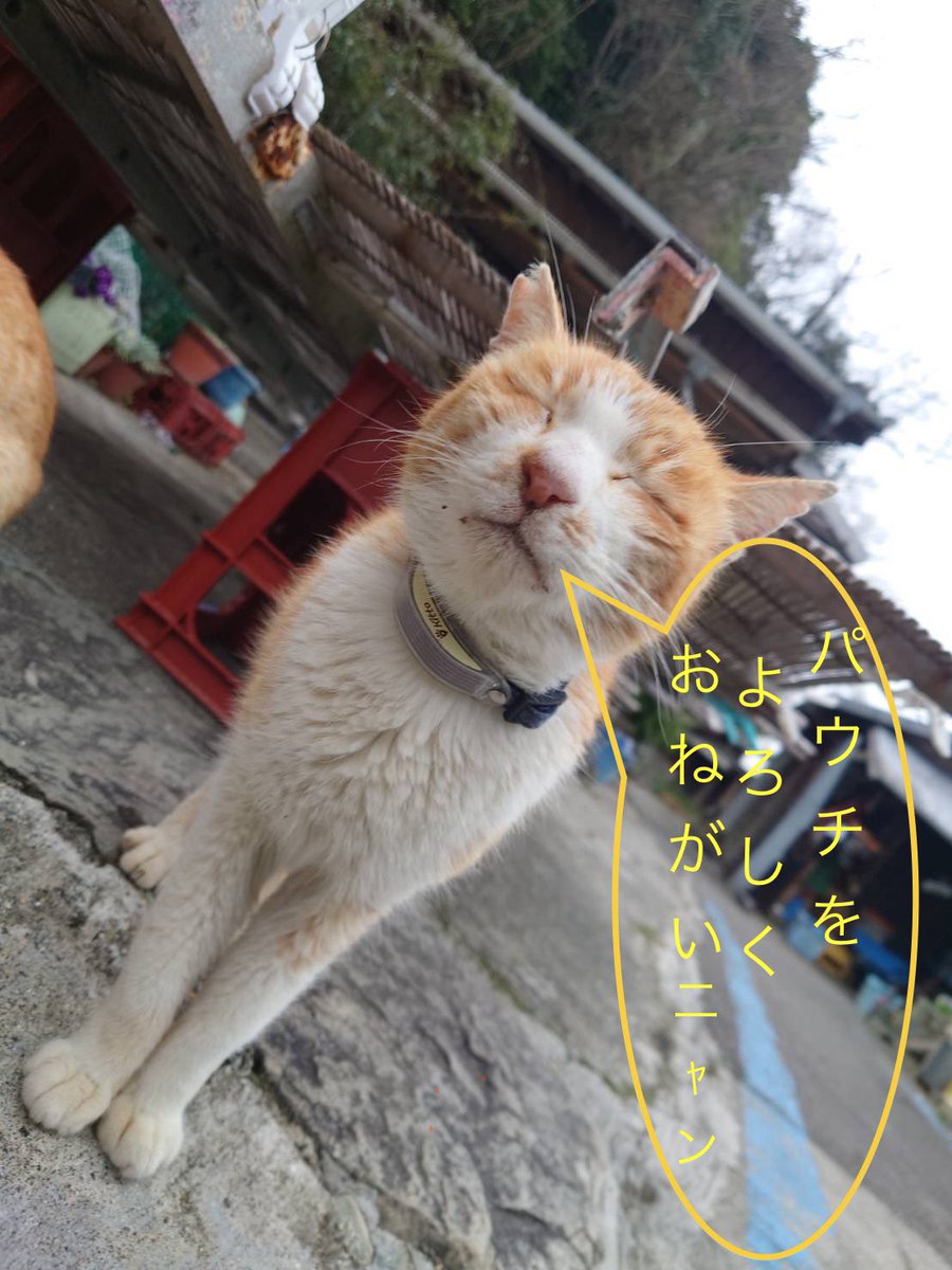 aoshima2020's tweet image. ご支援のお願いです。
支援金からご飯を購入していますが、お年寄りばかりなので、柔らかいパウチを好んで食べますのでまだまだパウチが足りない状況です。
カリカリは今のところ充分あるようです。
いつも申し訳ないのですが、よろしくお願いします。
Amazonほしい物リスト
amzn.asia/6tbvcn9