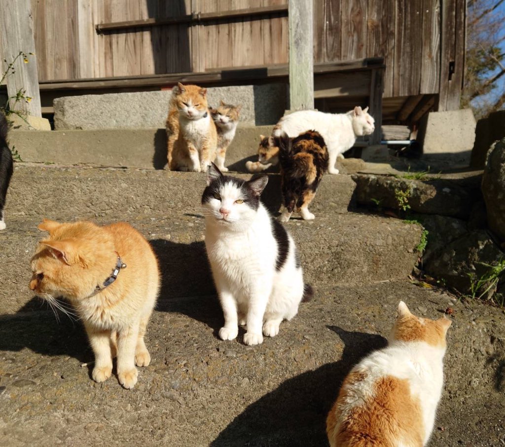 aoshima2020's tweet image. ご支援のお願いです。
支援金からご飯を購入していますが、お年寄りばかりなので、柔らかいパウチを好んで食べますのでまだまだパウチが足りない状況です。
カリカリは今のところ充分あるようです。
いつも申し訳ないのですが、よろしくお願いします。
Amazonほしい物リスト
amzn.asia/6tbvcn9