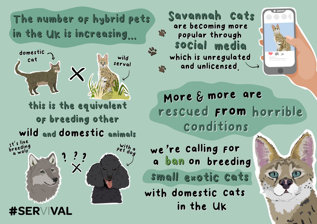 BIAZA's tweet photo. In 2025 it is still legal to cross-breed wild servals with domestic cats in the UK 🐈

Their offspring are sold as Savannah cats &amp; prone to aggression, abandonment, poor welfare.

Mar 18 is #WorldServalDay; a drive to raise awareness👇

https://t.co/DDgzRnSdJl

📷@WildheartTrust https://t.co/kBMrLoYui6