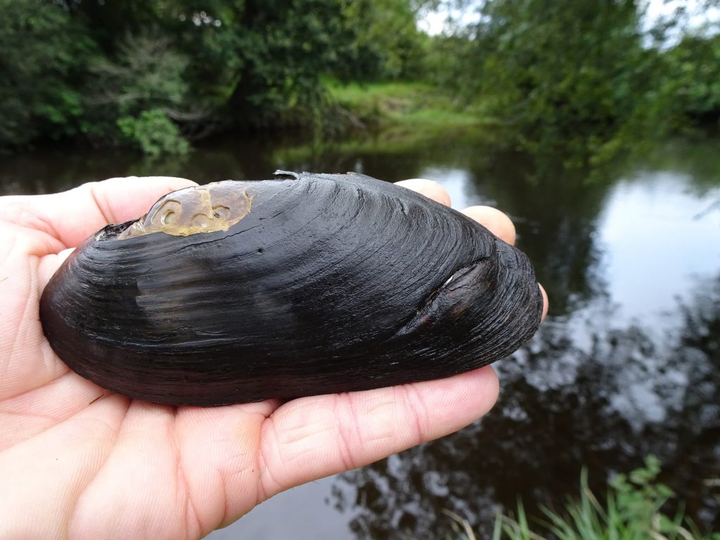 Freshwater Pearl Mussels are magnificent bivalves that live in clean rivers with lots of healthy wildlife. They're spectacularly long-lived, often 100+ years, and have a fascinating life cycle.

Find out more about this marvellous species: freshwaterhabitats.org.uk/species/freshw…

📸 Andrew Shaw