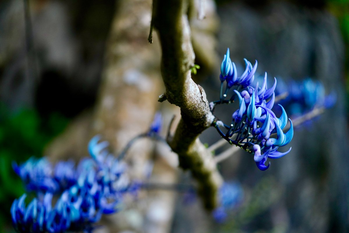 Masungi Georeserve (@masungigeo) on Twitter photo It was Blue Starβs team that first came across and admired this striking purple vine deep within Masungiβs limestone forests, later identified as the rare JCβs Vine (ππ‘πππππ¦πππππ ππ’ππππππ§ππππ§ππ). Now, as it begins its annual bloom, its future β along It was Blue Starβs team that first came across and admired this striking purple vine deep within Masungiβs limestone forests, later identified as the rare JCβs Vine (ππ‘πππππ¦πππππ ππ’ππππππ§ππππ§ππ). Now, as it begins its annual bloom, its future β along