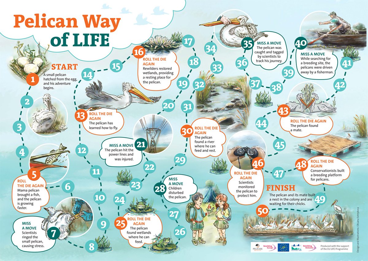 Rewilding Ukraine &amp; Rewilding Romania have created a fun and educational board game #PelicanWayofLIFE  This game helps children learn about the Dalmatian #pelican, its life, the threats it faces, and the importance of #rewilding work.