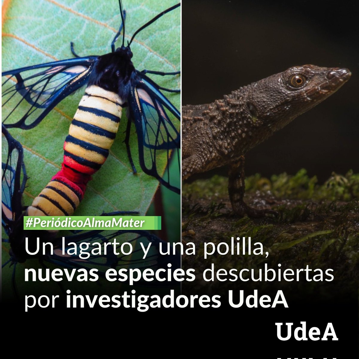 🐝 Investigadores de la #UdeA nutren el catálogo de biodiversidad de Colombia con el descubrimiento de dos nuevas especies.

🦎 Se trata de un lagarto espinoso semiacuático cuyo nombre se inspiró en uno de los pueblos indígenas más representativos del país  —Echinosaura embera— y