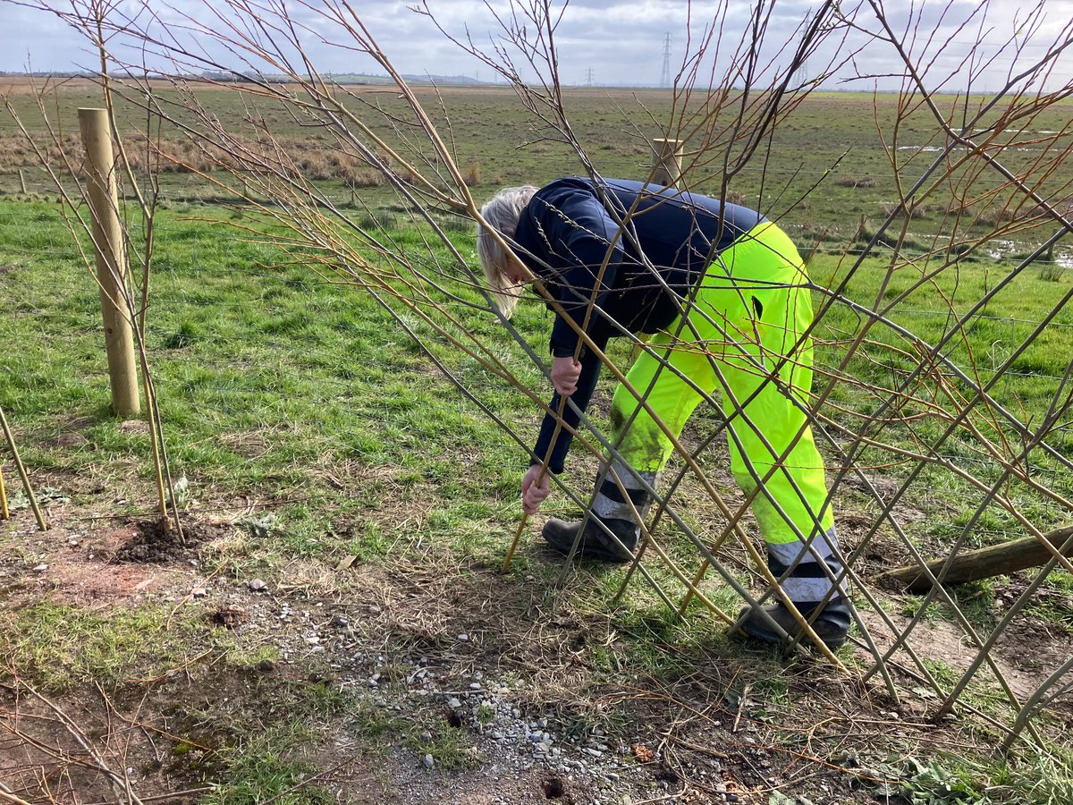 A living willow screen has recently been planted near the Polden Screen by volunteers and the wardens using willow cut from around the site ☀️

Over time the cut stakes and branches pushed into the ground will put down roots and sprout as a new line of trees 🌿