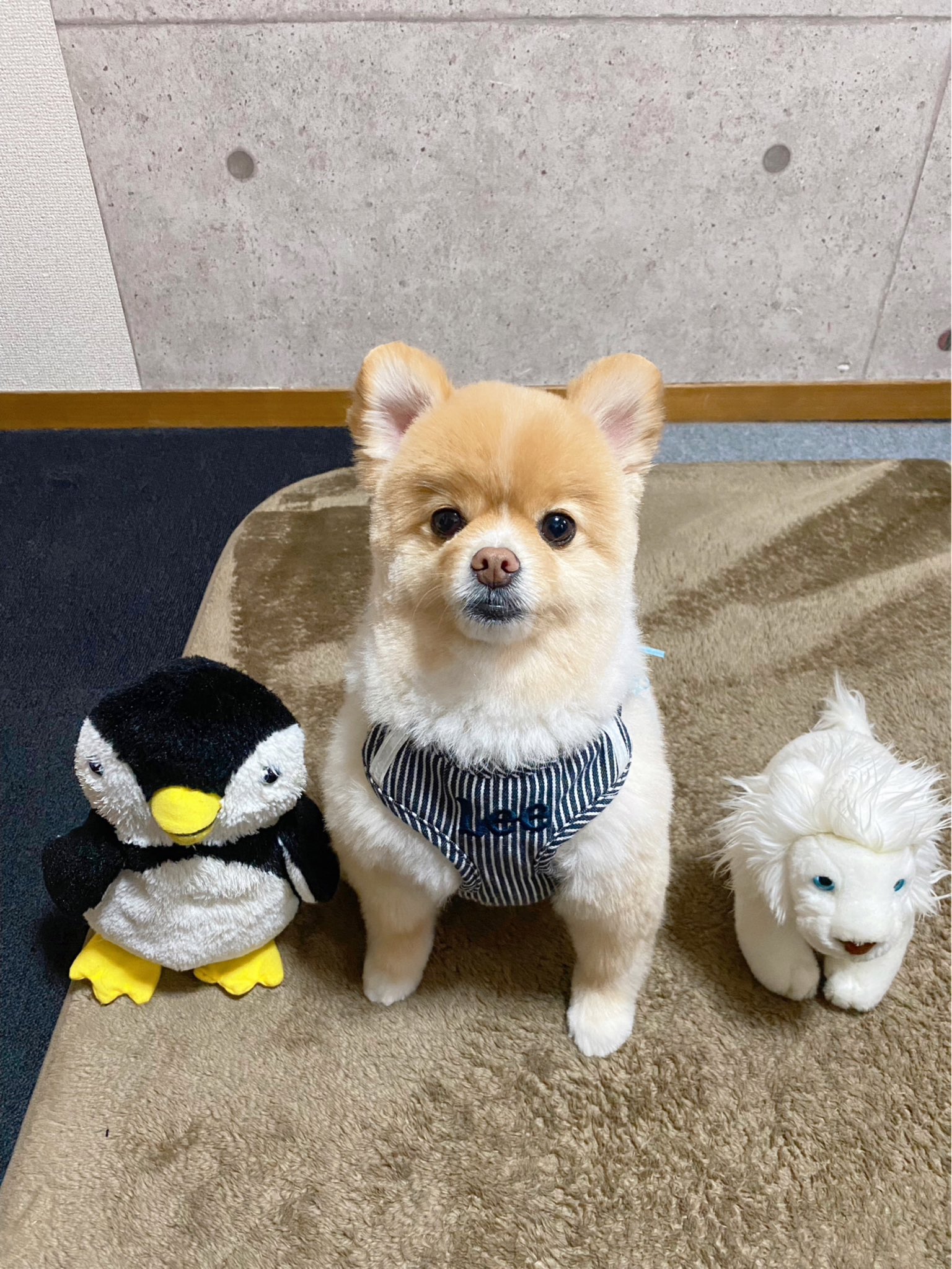 ポメころび様♡14kgf アクセサリー