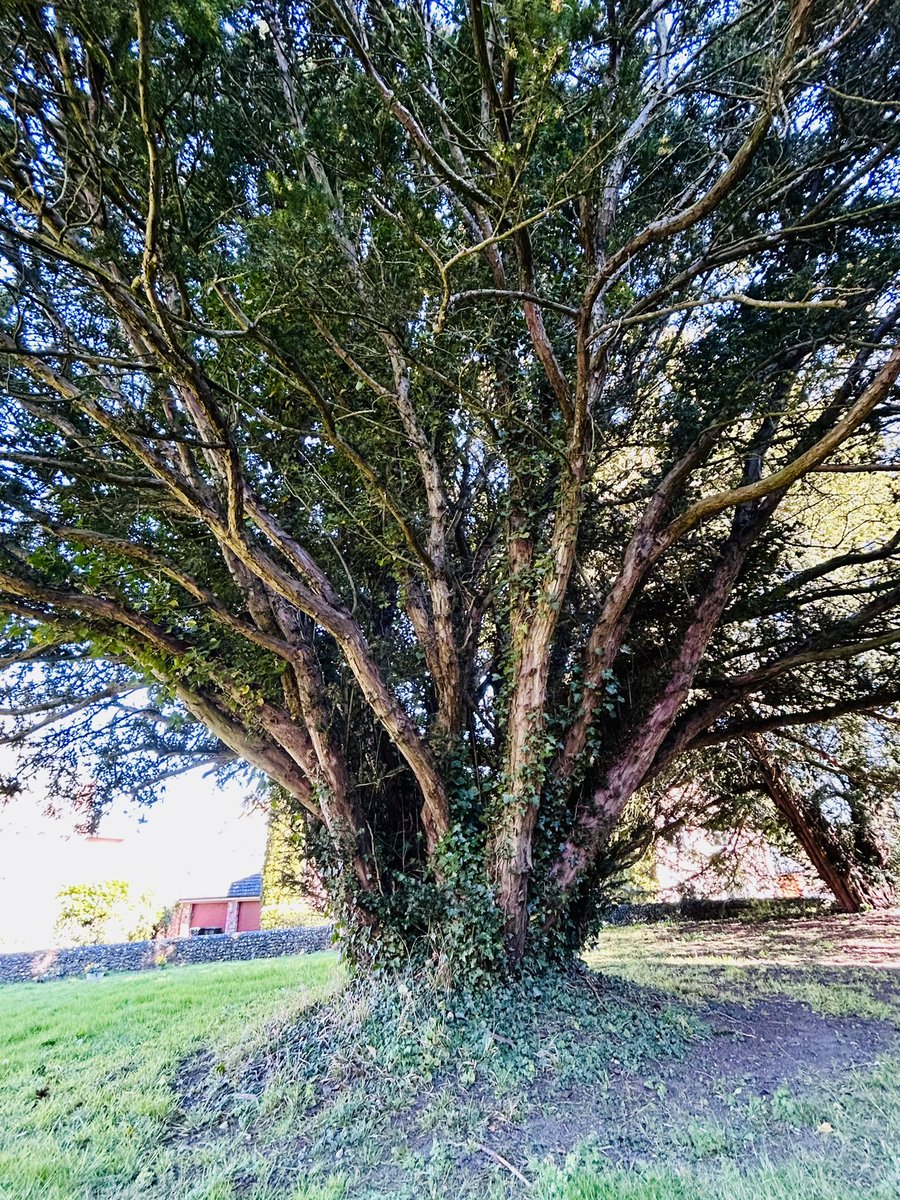 DoctorGOE's tweet photo. #thicktrunktuesday in #Cheveley #Cambridgeshire https://t.co/x18eVVkeEI