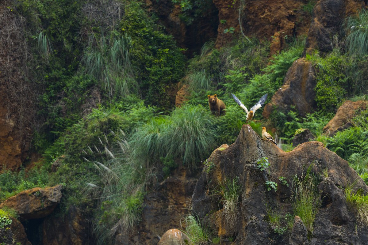 En los últimos 50 años la #biodiversidad se ha deteriorado a un ritmo sin precedentes:

🏜️ El 75% de la superficie terrestre ha sido alterada.
🏞️ Se ha perdido más del 85% de los humedales.
🌊 El 66% de la superficie oceánica está experimentando efectos acumulativos.