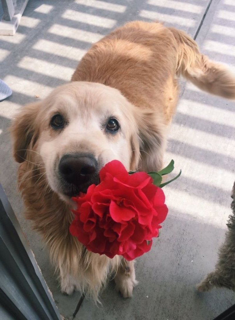 🐶💘 🌹   🥰