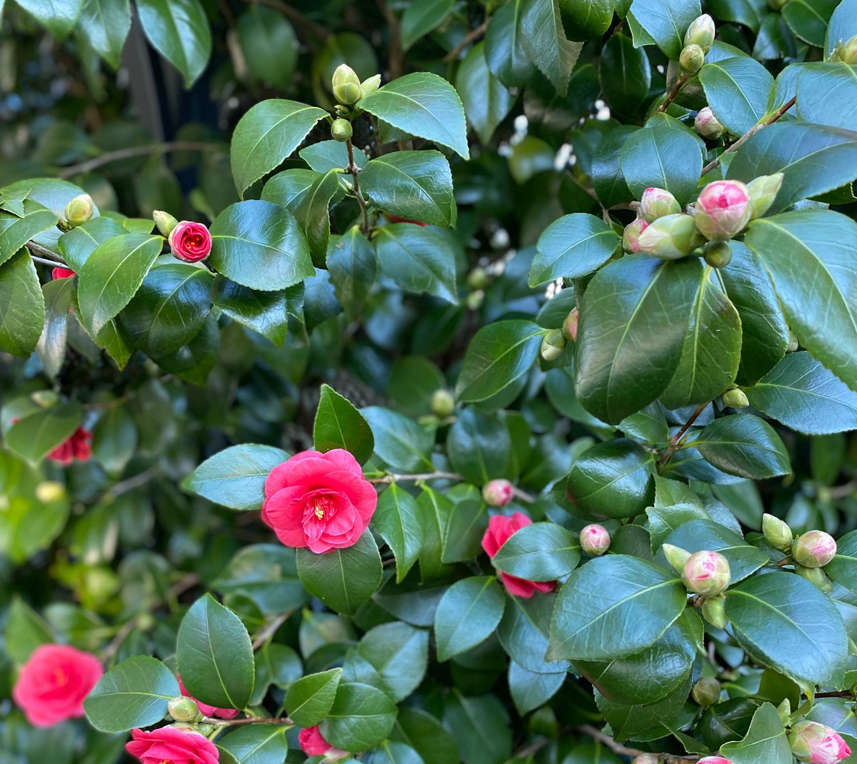 #EarlySpring #Blossoms 🌸❤️