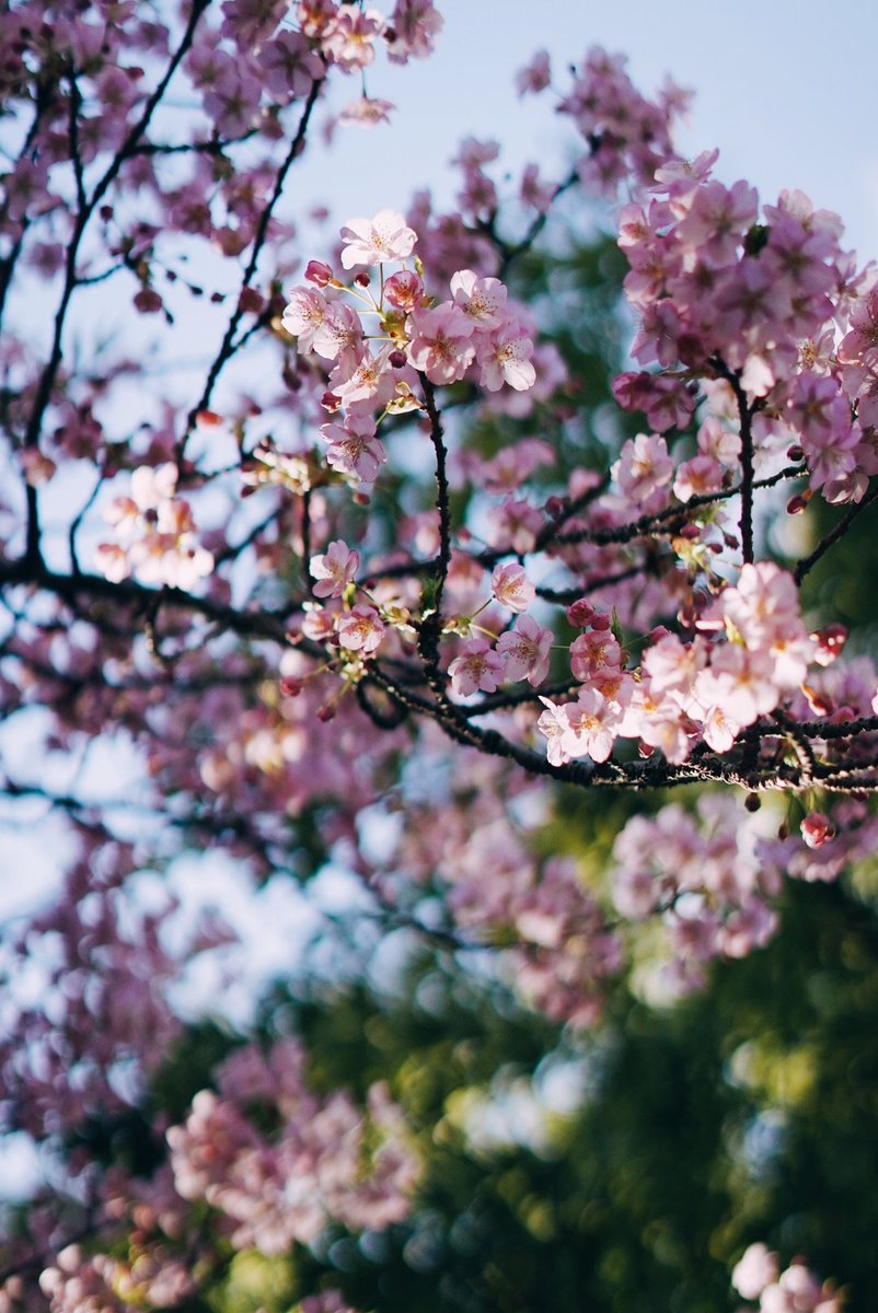 コントラスト強めな花々
#写真好きな人と繋がりたい #キリトリセカイ #ファインダー越しの私の世界