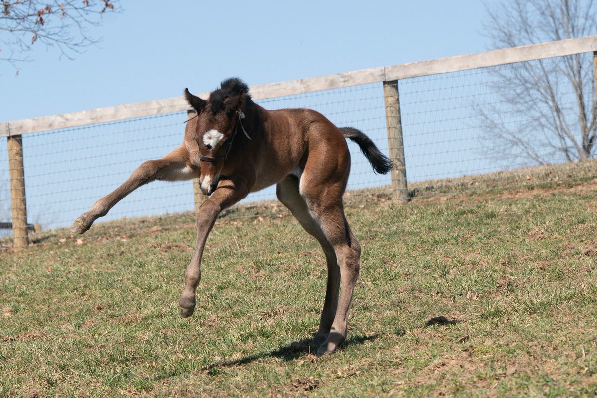 Darley in America tweet media
