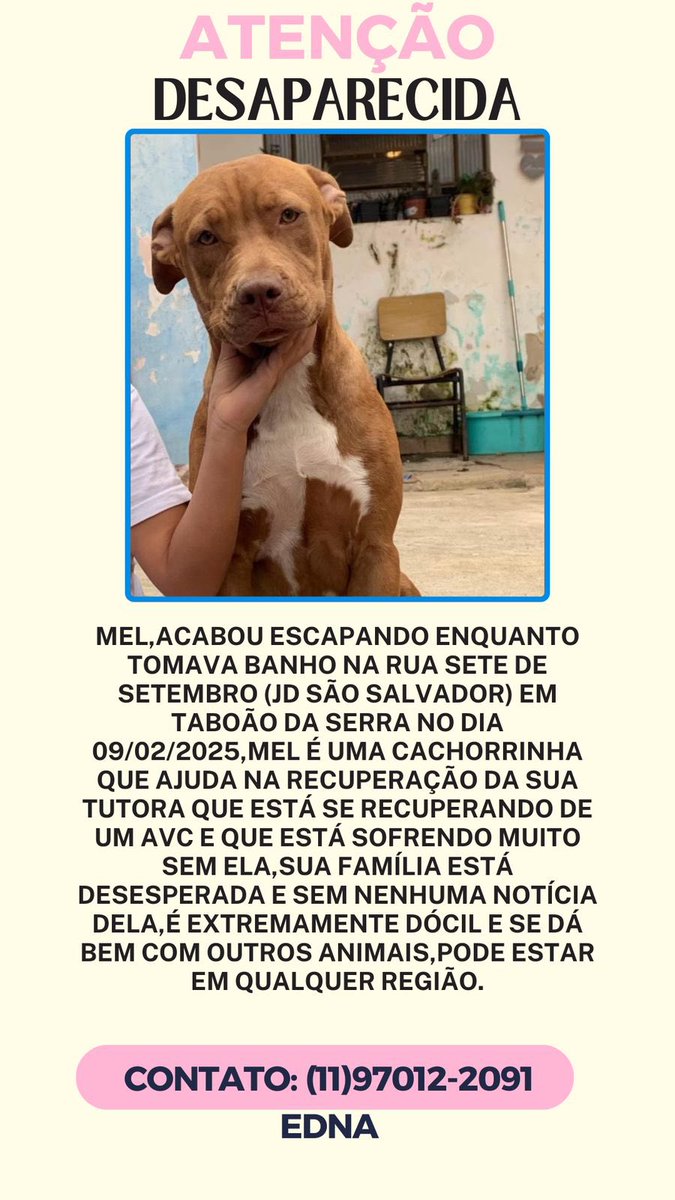 Ju74810119's tweet image. Ajude essa cachorra a voltar para casa.
Compartilhe nas suas redes sociais e com os amigos e familiares. Não deixe o pet sofrendo nas ruas. Juntos somos mais eficazes.🐾🐾