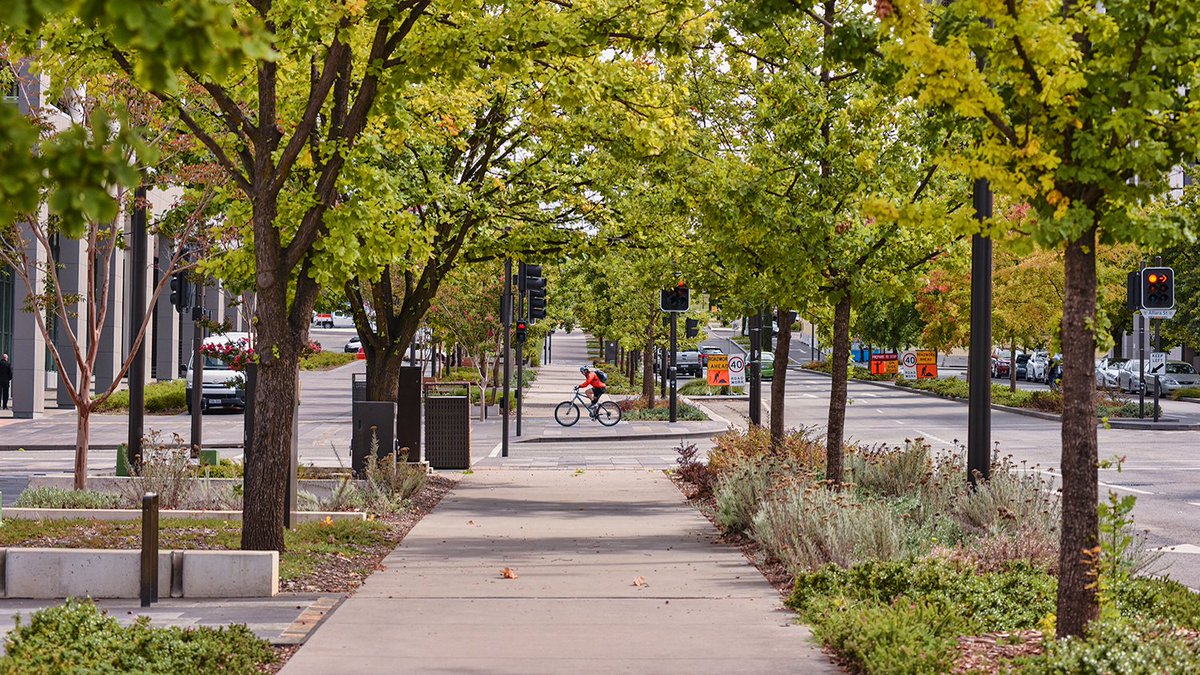 Did you know that urban trees in the US annually prevent around 1,200 deaths during heat waves?  They also remove a whopping 822,000 tons of air pollution each year, which is equivalent to the emissions from 138,510 cars. 

But here's the kicker: trees can be life-savers in more