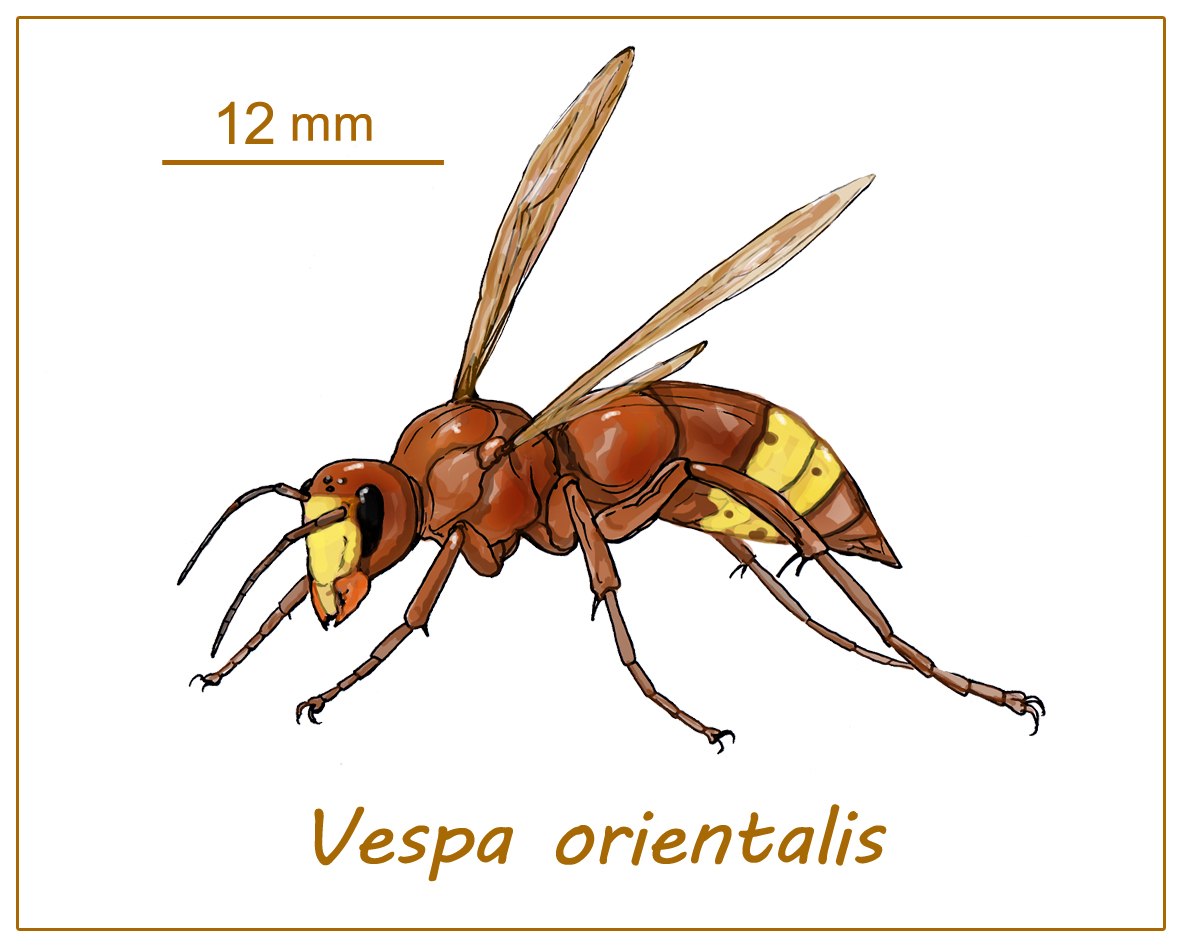 📢📢Nova oferta x fer feina amb noltros al projecte IABeeGuard 🐝🐝
👉aquí tota sa info: seu.uib.cat/es/tablon?path…