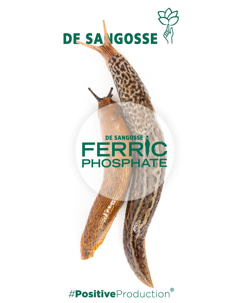 DeSangosseUK's tweet image. ❌ Say goodbye to slugs with Ferric Phosphate! Our trusted molluscicide provides effective, long-lasting protection against slug damage while being environmentally friendly. 🌱
#SlugControl #FerricPhosphate #SustainableFarming #CropProtection #Molluscicide #AgInnovation