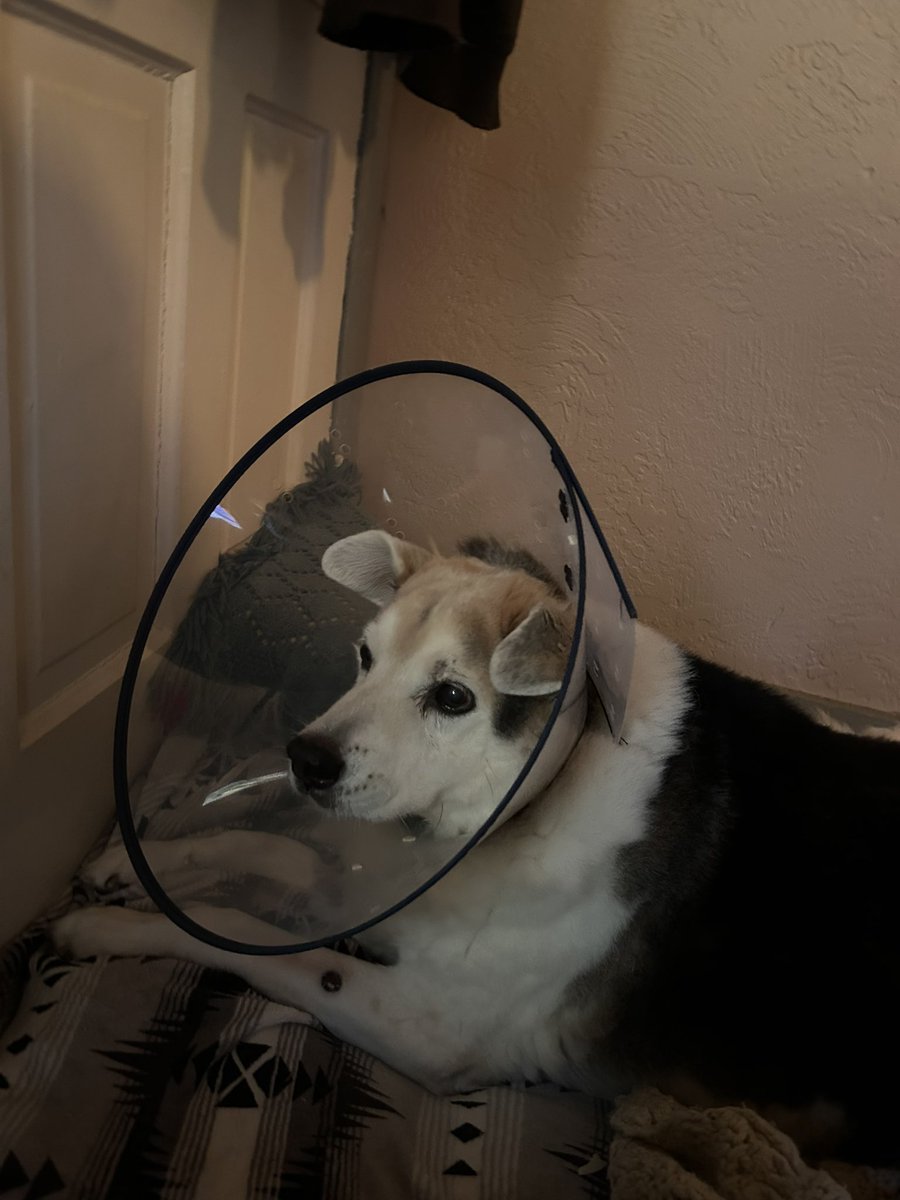 Last Night My best friend max had emergency surgery, he is doing well and he’s getting a lot of rest now 😢❤️ it was a truly long and terrible experience 😣🥺 I won’t be playing for a while while I keep him company 😔💔