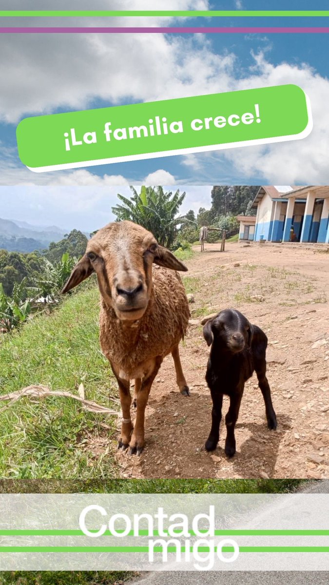 contad_conmigo's tweet photo. En nuestro Proyecto Ovino, cada nacimiento es una oportunidad para crecer. 🐑 Este mes ha llegado una nueva ovejita, un paso más hacia la autosuficiencia. Con la venta de lana y productos lácteos, seguimos construyendo un futuro sostenible.  💙#ContadConmigo #ImpactoPositivo https://t.co/DjWb5FrX9T