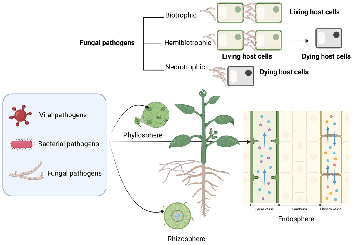 MPMI Journal (@mpmijournal) on Twitter photo <a href="/AlissarCheaib/">Alissar CHEAIB</a> and Nabil Killiny review how pathogens disrupt photosynthesis, from tissue destruction to chlorosis, and how plants adapt. Understanding these interactions is essential for #sustainableagriculture and ecosystem health. ☀️🌱 Learn more: doi.org/10.1094/MPMI-0… <a href="/AlissarCheaib/">Alissar CHEAIB</a> and Nabil Killiny review how pathogens disrupt photosynthesis, from tissue destruction to chlorosis, and how plants adapt. Understanding these interactions is essential for #sustainableagriculture and ecosystem health. ☀️🌱 Learn more: doi.org/10.1094/MPMI-0…