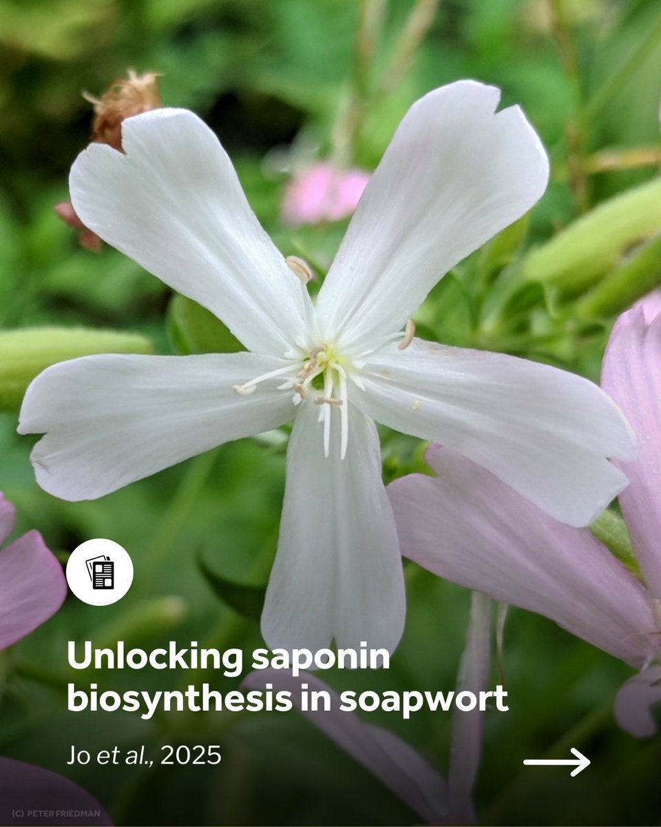 Earth BioGenome Project (@ebpgenome) on Twitter photo 🌸 Scientists washed away the mysteries of sopanins in the Saponaria officinalis.
Read all about it in this recent publication from Open Green Genomes with <a href="/jenny_sjo/">Jenny Seohyun Jo</a> <a href="/Eldemerdash83/">Amr El-Demerdash</a> <a href="/Charlotte_JIC/">Charlotte Owen</a> <a href="/DeweiWu7/">Dewei Wu</a> <a href="/HannahHodgson93/">Hannah Hodgson</a> <a href="/aeharkess/">Alex Harkess</a> <a href="/jerryjenkinswcs/">Jerry Jenkins</a> <a href="/AnneOsbourn1/">Anne Osbourn</a> and Jim 🌸 Scientists washed away the mysteries of sopanins in the Saponaria officinalis.
Read all about it in this recent publication from Open Green Genomes with <a href="/jenny_sjo/">Jenny Seohyun Jo</a> <a href="/Eldemerdash83/">Amr El-Demerdash</a> <a href="/Charlotte_JIC/">Charlotte Owen</a> <a href="/DeweiWu7/">Dewei Wu</a> <a href="/HannahHodgson93/">Hannah Hodgson</a> <a href="/aeharkess/">Alex Harkess</a> <a href="/jerryjenkinswcs/">Jerry Jenkins</a> <a href="/AnneOsbourn1/">Anne Osbourn</a> and Jim