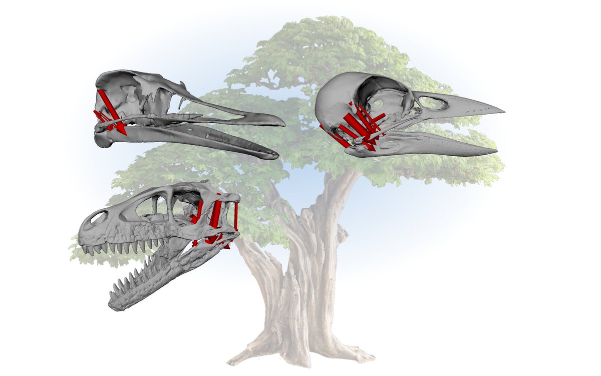 WitmerLab (@witmerlab) on Twitter photo Excited to be part of this article in <a href="/PNASNews/">PNASNews</a> ably led by <a href="/alec_wilken/">Alec Wilken</a> & <a href="/CrocHolliday/">Casey Holliday</a> presenting results of our <a href="/NSF/">U.S. National Science Foundation</a> grant on the interplay of brain expansion, jaw muscle reorientation, & cranial kinesis in bird evolution.
pnas.org/doi/10.1073/pn…
news: biologicalsciences.uchicago.edu/news/bird-skul… Excited to be part of this article in <a href="/PNASNews/">PNASNews</a> ably led by <a href="/alec_wilken/">Alec Wilken</a> & <a href="/CrocHolliday/">Casey Holliday</a> presenting results of our <a href="/NSF/">U.S. National Science Foundation</a> grant on the interplay of brain expansion, jaw muscle reorientation, & cranial kinesis in bird evolution.
pnas.org/doi/10.1073/pn…
news: biologicalsciences.uchicago.edu/news/bird-skul…