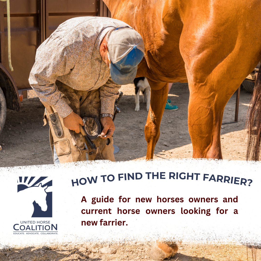 🧲 Finding the Right Farrier for Your Horse 🧲

Are you a current horse owner, or are you considering adopting or purchasing your first horse?

Check out the UHC's guide on finding the right farrier here: 🔗 unitedhorsecoalition.org/how-to-find-th…