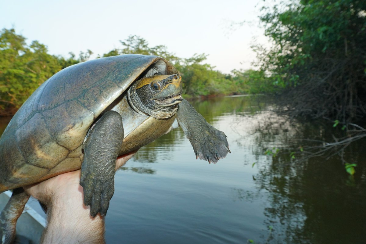 Savanna Field Station 🇧🇿 (@sfs_belize) on Twitter photo Week 2 of #hicatee surveys with our good friends and research partners at <a href="/WCSBelize/">Wildlife Conservation Society Belize</a> is off to a great start. We caught 7 more turtles (and 2 crocodiles) last night. We are up to 38 total for the year! Pretty good for a Critically Endangered species! #Turtles #SaveTheHicatee 1/2 Week 2 of #hicatee surveys with our good friends and research partners at <a href="/WCSBelize/">Wildlife Conservation Society Belize</a> is off to a great start. We caught 7 more turtles (and 2 crocodiles) last night. We are up to 38 total for the year! Pretty good for a Critically Endangered species! #Turtles #SaveTheHicatee 1/2