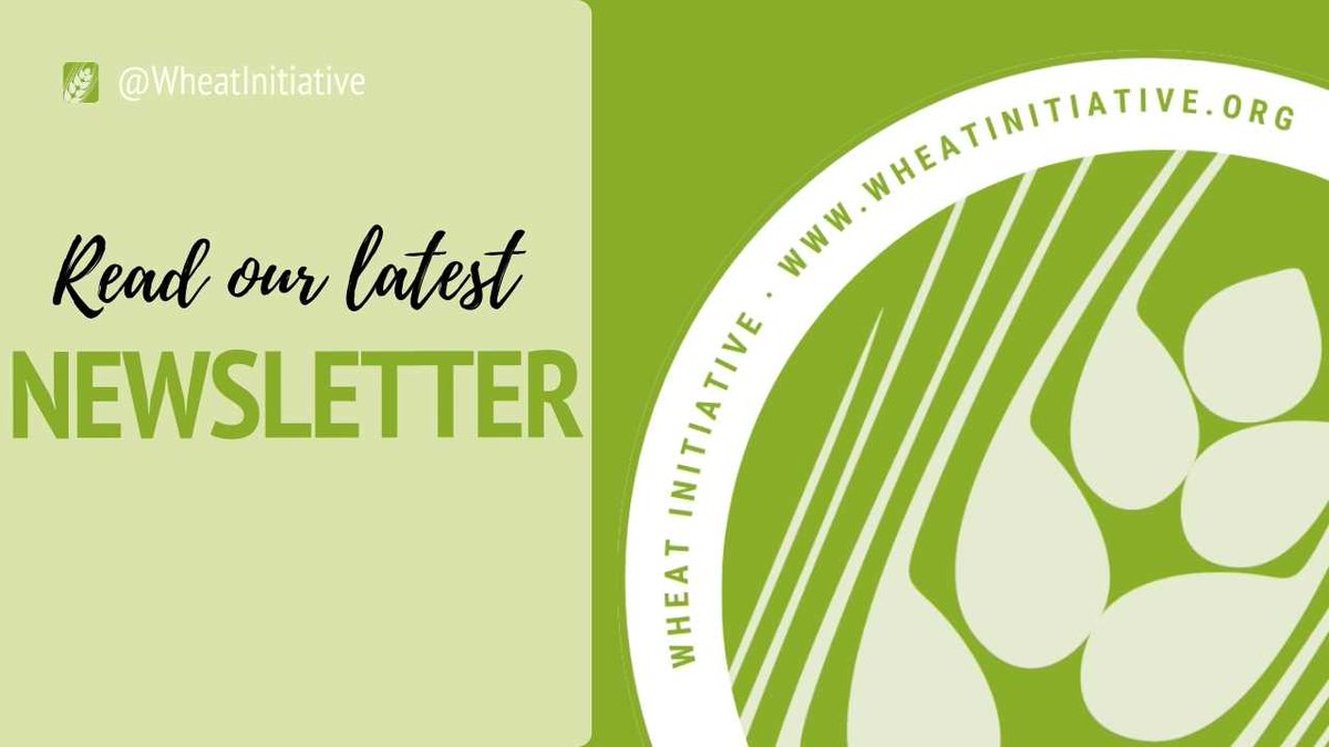 Latest Wheat Initiative News - March 2025 - mailchi.mp/julius-kuehn/w…