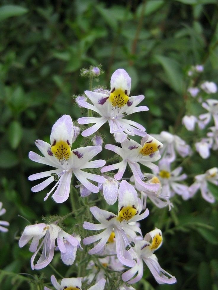 Naturepathway's tweet photo. Delicate blooms of the Schizanthus pinnatus, a true spectacle of nature. #ButterflyFlower #Schizanthus #FloralBeauty https://t.co/3irT8rMvJY