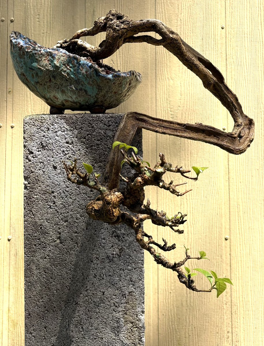 Emblem Bonsai tweet media