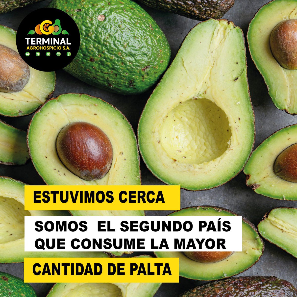 🇨🇱 Nuestro chilito se convirtió en el segundo país del mundo en ser líderes en el consumo de palta.

🥑 La palta es uno de los ingredientes favoritos de las chilenas y chilenos a la hora del desayuno, almuerzo y también la once, siendo infaltable en la dieta nacional.