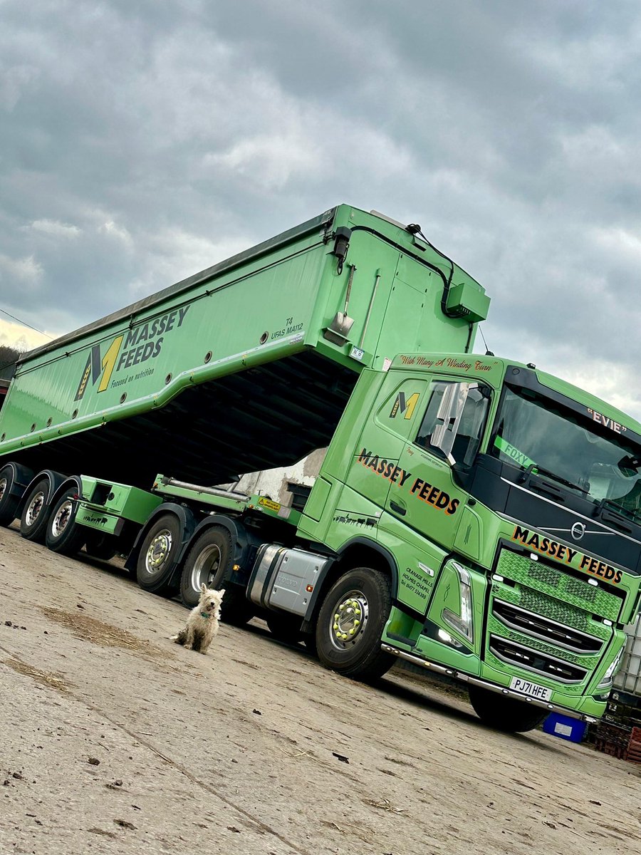 Caught in the act! 🕵️‍♂️🐶 This little photo bomber knows how to steal the spotlight! 🐾 

// 📸 Stephen 🦊 @stephenfox9 

#masseyfeeds #volvotrucks