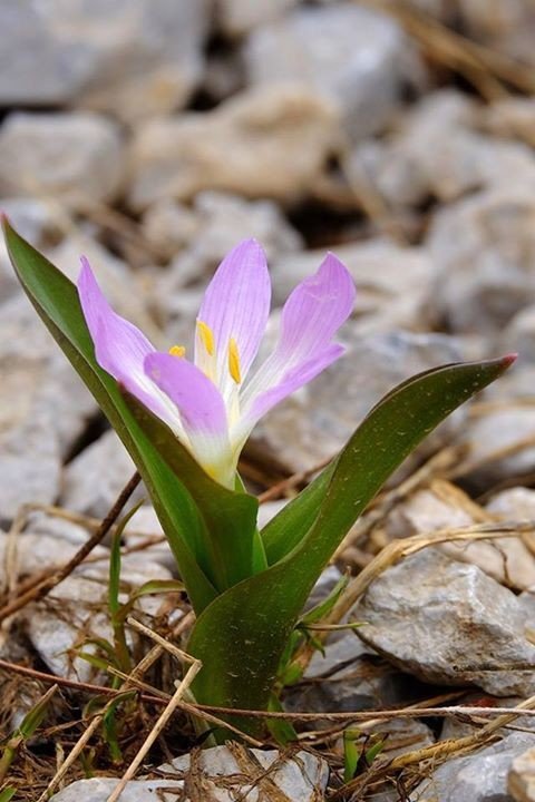 Naturepathway's tweet photo. Spring's delicate beauty emerging from the rocks. #Colchicum #Merendera #SpringFlowers #Wildflowers https://t.co/vjFdhHkZaZ