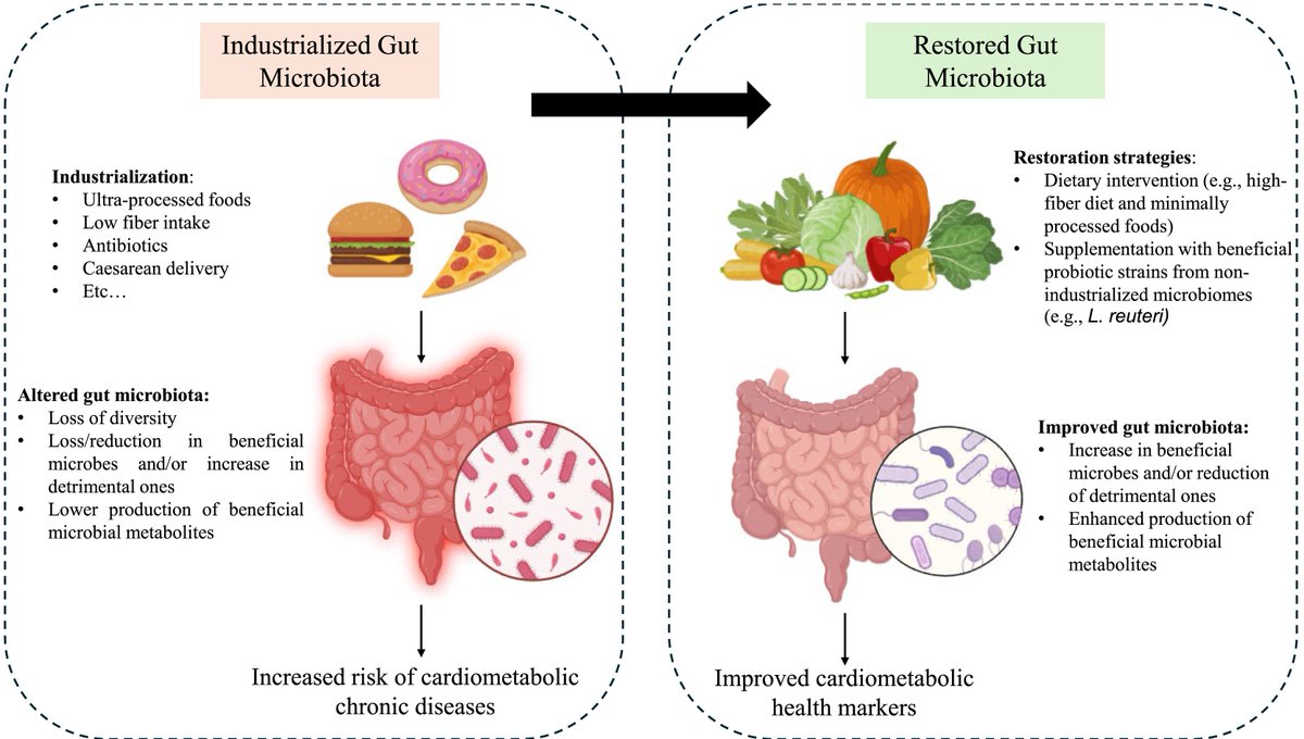 Rewild your gut: Fighting modern diseases w/ancient microbes
Preview of <a href="/CellCellPress/">Cell</a> work showing diet mimicking non-industrialized patterns (“Restore” diet) enhances L. reuteri &amp; improves microbiome metabolites, leading to cardiometabolic benefits
cell.com/cell-host-micr…