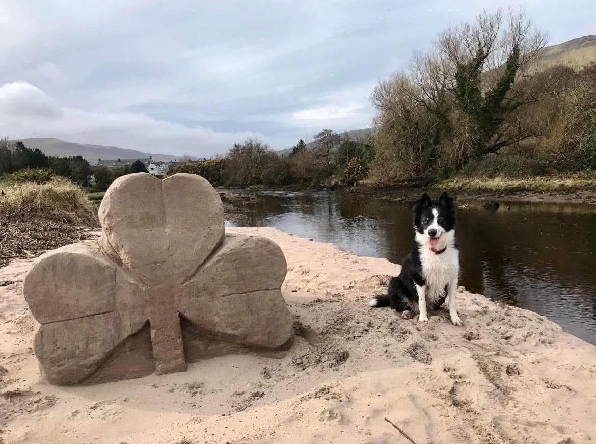 Day late but St Patrick’s greetings from Flye in the Glens of Antrim☘️⁦<a href="/BCTGB/">Border Collie Trust</a>⁩ ⁦<a href="/HartCollie/">Diane Hart Collie Dog Rescue, Wales</a>⁩ ⁦<a href="/CollieDora/">DoraCollieDog</a>⁩ ⁦<a href="/BorderCollieUK/">Border Collie UK</a>⁩ ⁦<a href="/richleefletch1/">Flynn the Border Collie</a>⁩ ⁦<a href="/ollythecollie/">Olly the collie</a>⁩