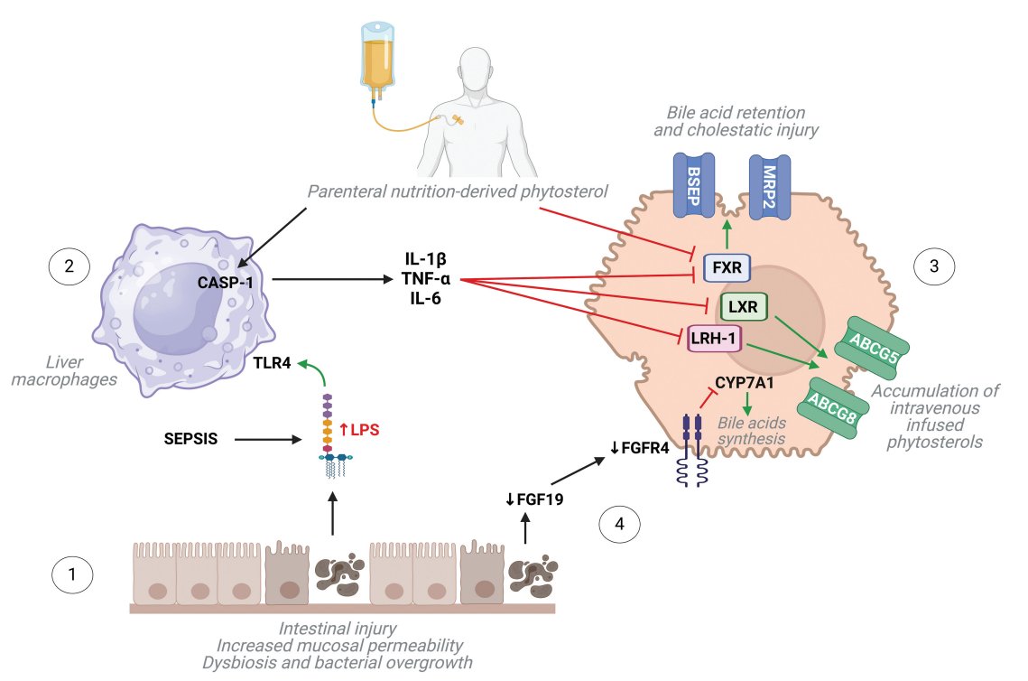 Sasha Jane Abi Aad MD MSc (@abiaadsasha) on Twitter photo Parenteral nutrition improves intestinal failure but carries a significant risk of hepatotoxicity.
Check out our latest review on the pathogenesis and management of intestinal failure-associated liver disease. <a href="/ThiemeIntl/">Thieme International</a> #IFALD #PNALD
@RachaKhalafMD
thieme-connect.com/products/ejour… Parenteral nutrition improves intestinal failure but carries a significant risk of hepatotoxicity.
Check out our latest review on the pathogenesis and management of intestinal failure-associated liver disease. <a href="/ThiemeIntl/">Thieme International</a> #IFALD #PNALD
@RachaKhalafMD
thieme-connect.com/products/ejour…