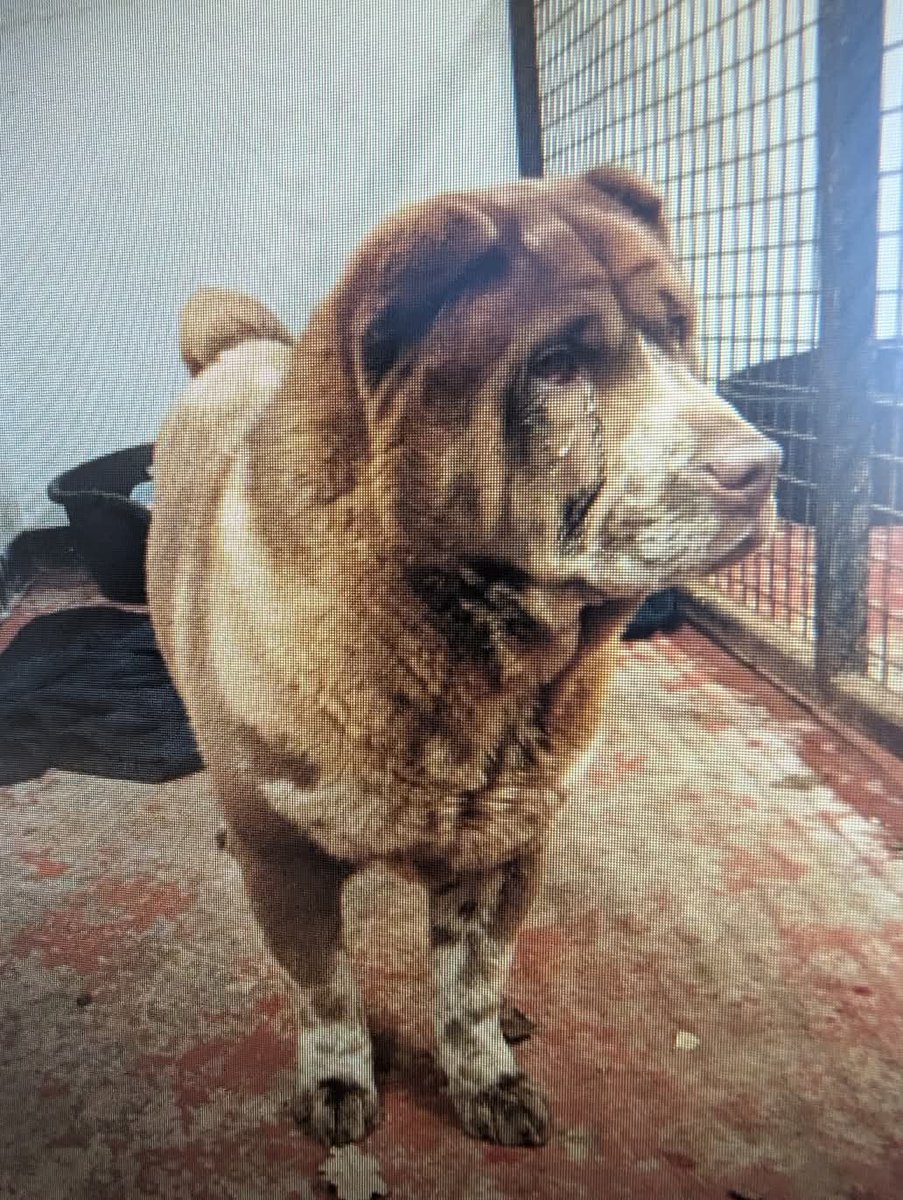 MissingPetsGB's tweet image. 🐕 #founddog URGENT APPEAL from Police Scotland Midlothian 

This lovely dog was found in the Woodburn area of #Midlothian yesterday evening 17/3 around 5:30pm

Sadly, no one has come forward to claim her yet.

1/2