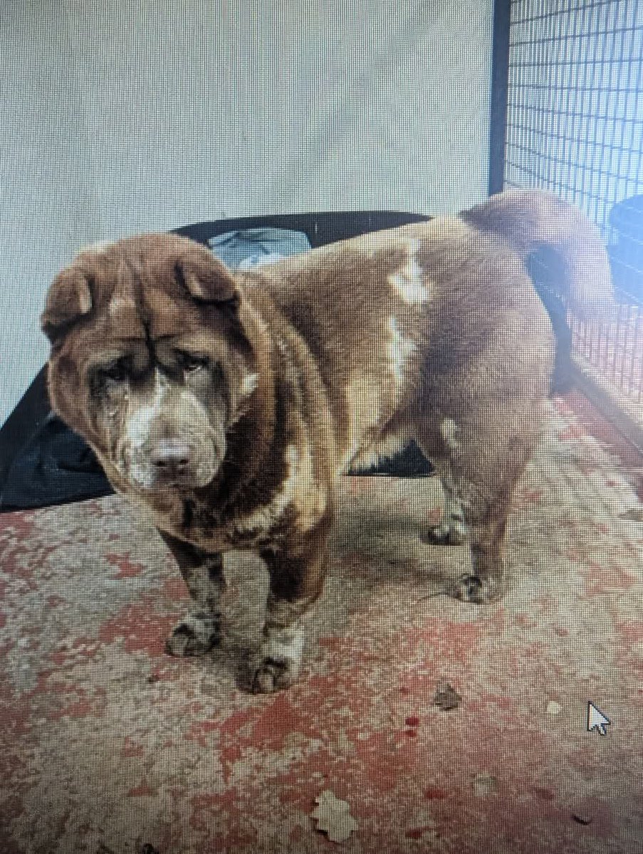 MissingPetsGB's tweet image. 🐕 #founddog URGENT APPEAL from Police Scotland Midlothian 

This lovely dog was found in the Woodburn area of #Midlothian yesterday evening 17/3 around 5:30pm

Sadly, no one has come forward to claim her yet.

1/2