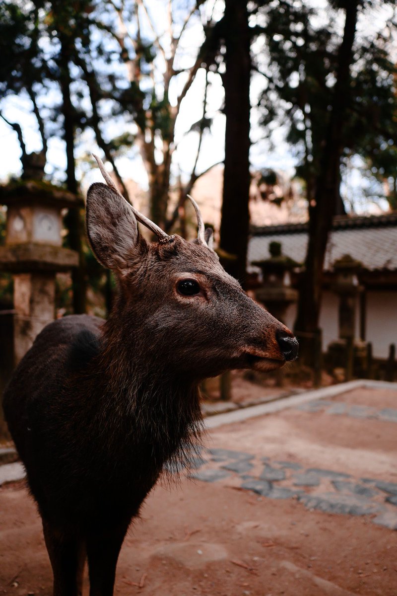 revcd's tweet image. Making friends at Nara.
#photography #japan