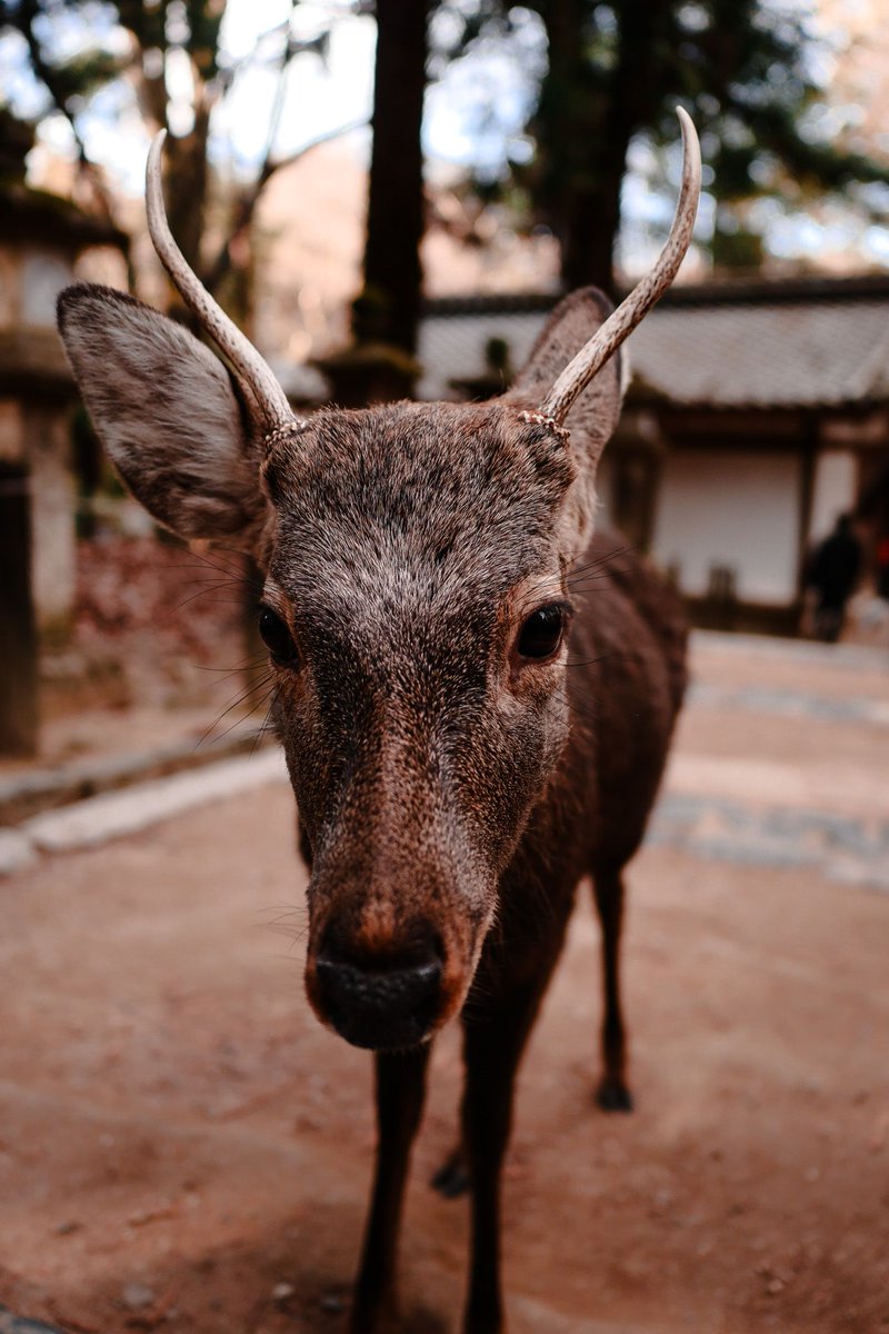 revcd's tweet image. Making friends at Nara.
#photography #japan