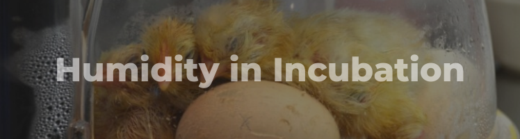 Are you looking for a one-size-fits-all guide to humidity? Visit this article on our website to find out how weighing your eggs is the best way to make sure your humidity is right -- every time. bit.ly/2xwav8Z