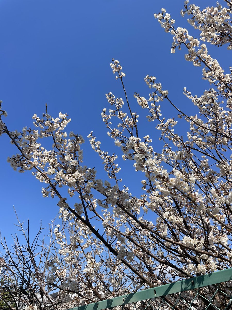 桜が綺麗に咲いてたよ🌸