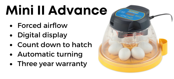 More automatic than the Eco, the Mini II Advance has some convenient features that make hatching a breeze. Just add water! bit.ly/3658rCD