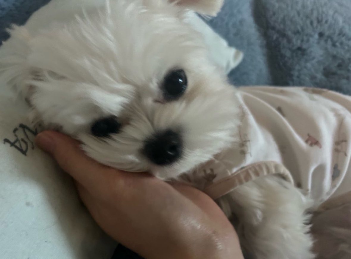 초롱초롱 가나디