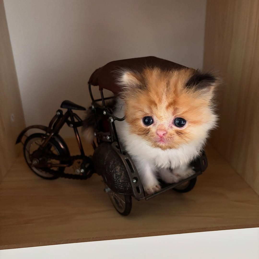 Catsillyness's tweet photo. Ready for the journey https://t.co/nUK82vN2X7