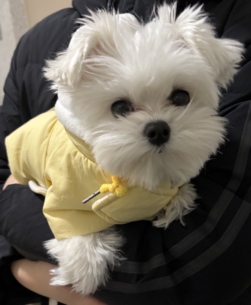 눈오는날 가나디 산책법
= 패딩을입는다