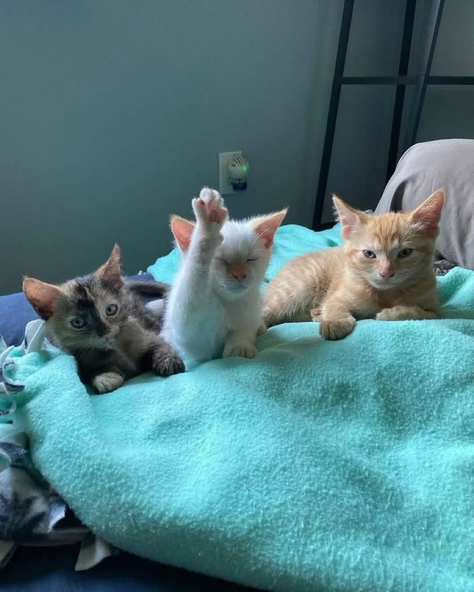 Catsillyness's tweet photo. He has a question https://t.co/ndy1qrgyPb