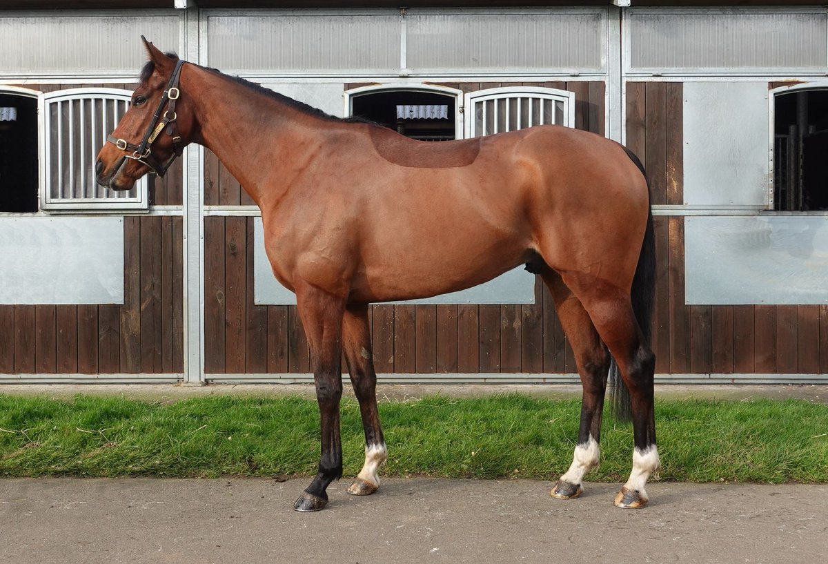 🟢🟡 We race again in 🇫🇷 with the third of our French based team, Al Ameed (Alvin), running at Fontainebleau in the 4.25 (UK time). 

Hopefully, he replicates his homework on course, as he should run a big race if so 🙏