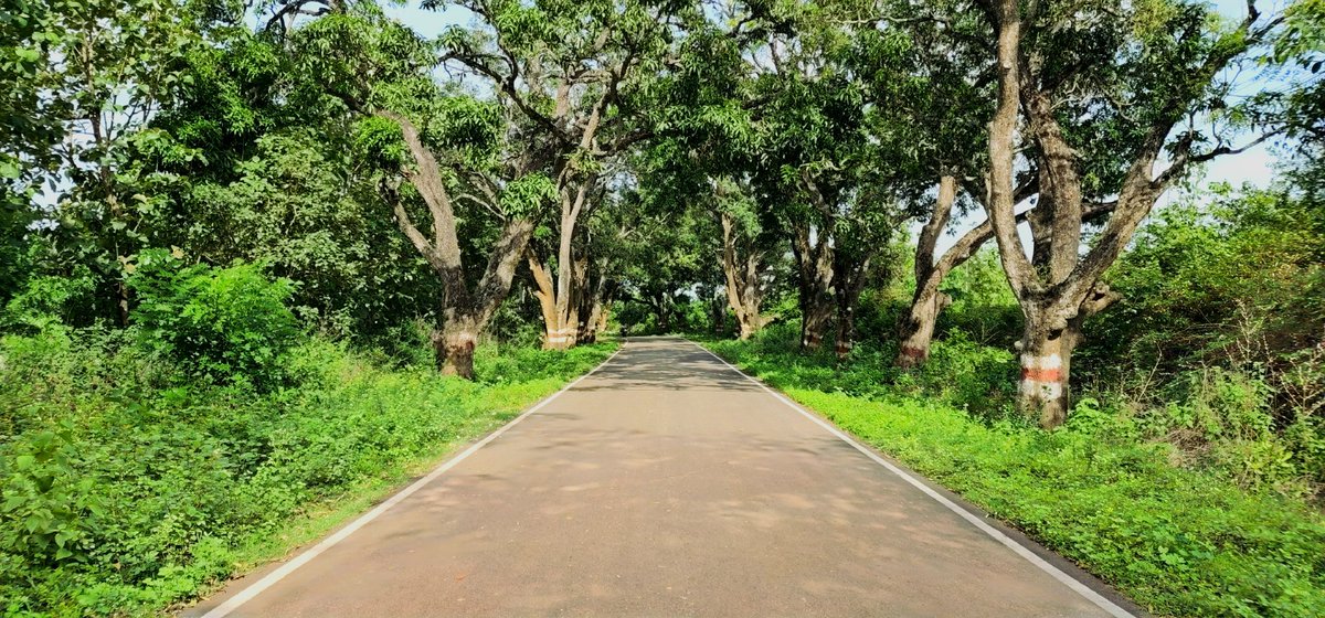 BugdePrasad's tweet photo. #theme_pic_India_TreeTuesday https://t.co/34AaQEopZF