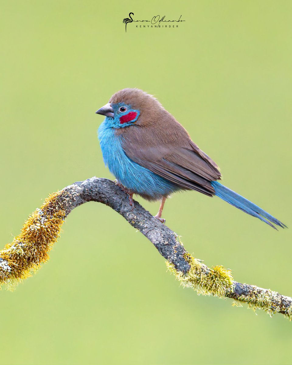 Kenyabirder's tweet photo. Red-cheeked Cordonbleu https://t.co/Zn2ky1RInz